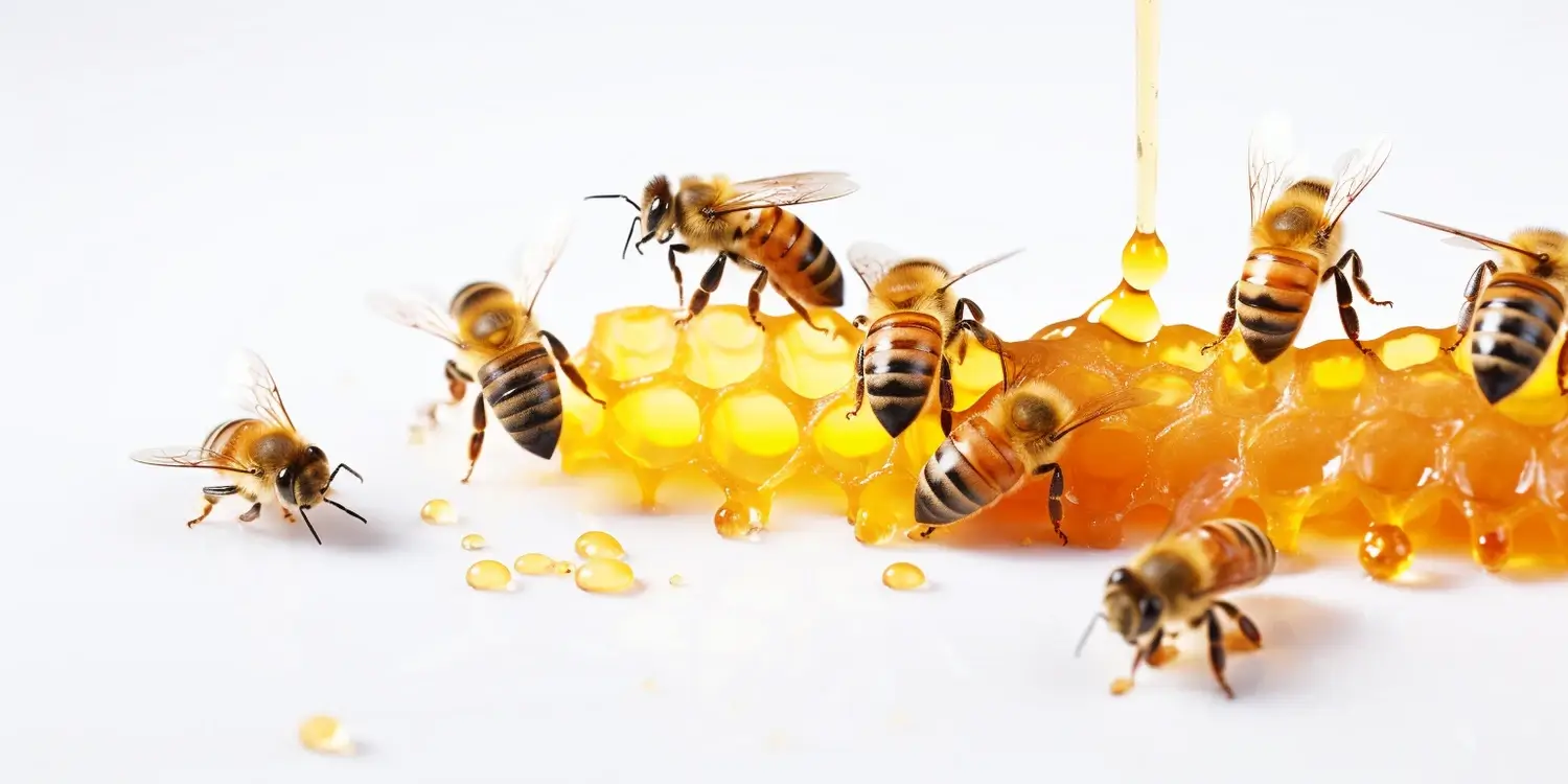 Nawłociowy miód na co?